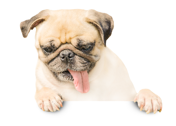 Уникална кутия за кучето ти - създадена според индивидуалните нужди на твоя любимец